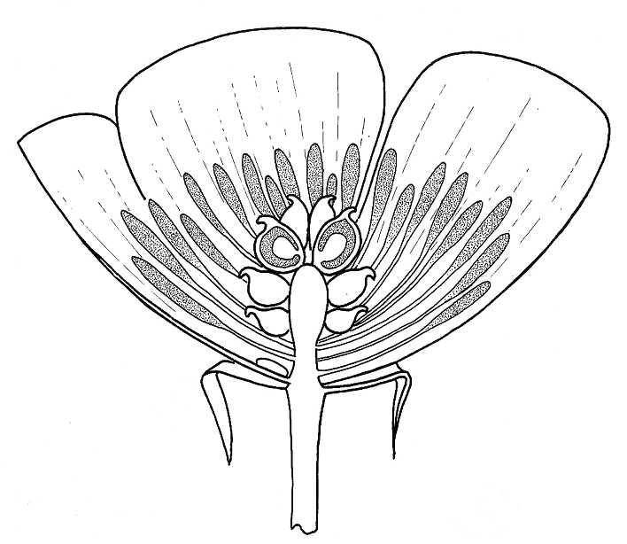 Buttercup,  half flower
