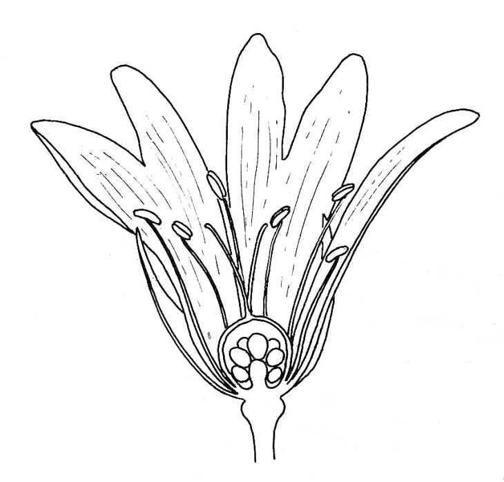 Stitchwort, Half Flower