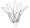 Stitchwort Flower