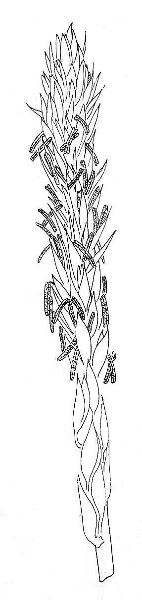 Maize Male Inflorescence