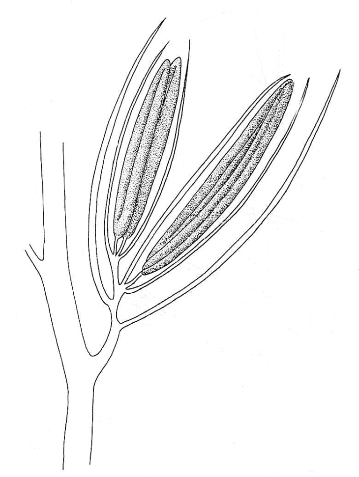 Maize, Section Through Male Flower