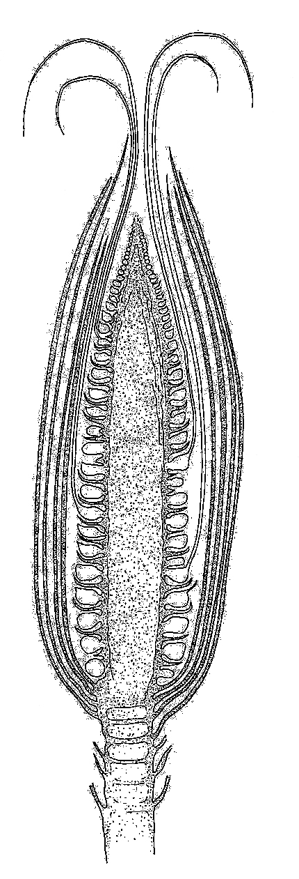 Maize, Section Through Female Inflorescence