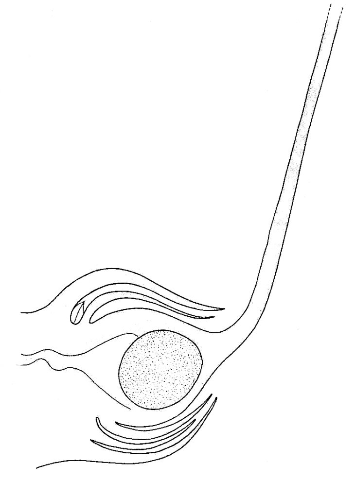 Maize, Section Through Female Flower