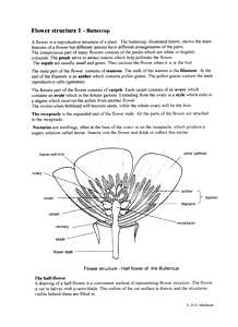 Flower structure, buttercup