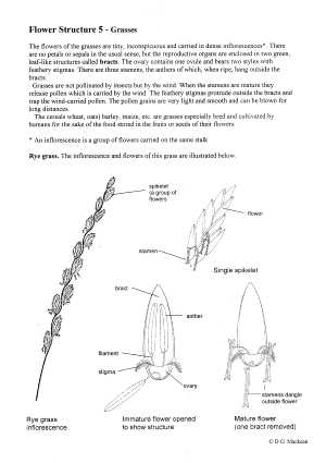 Flower Structure, Grasses