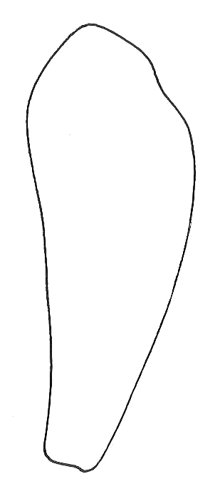 Caesalpinia Sepal