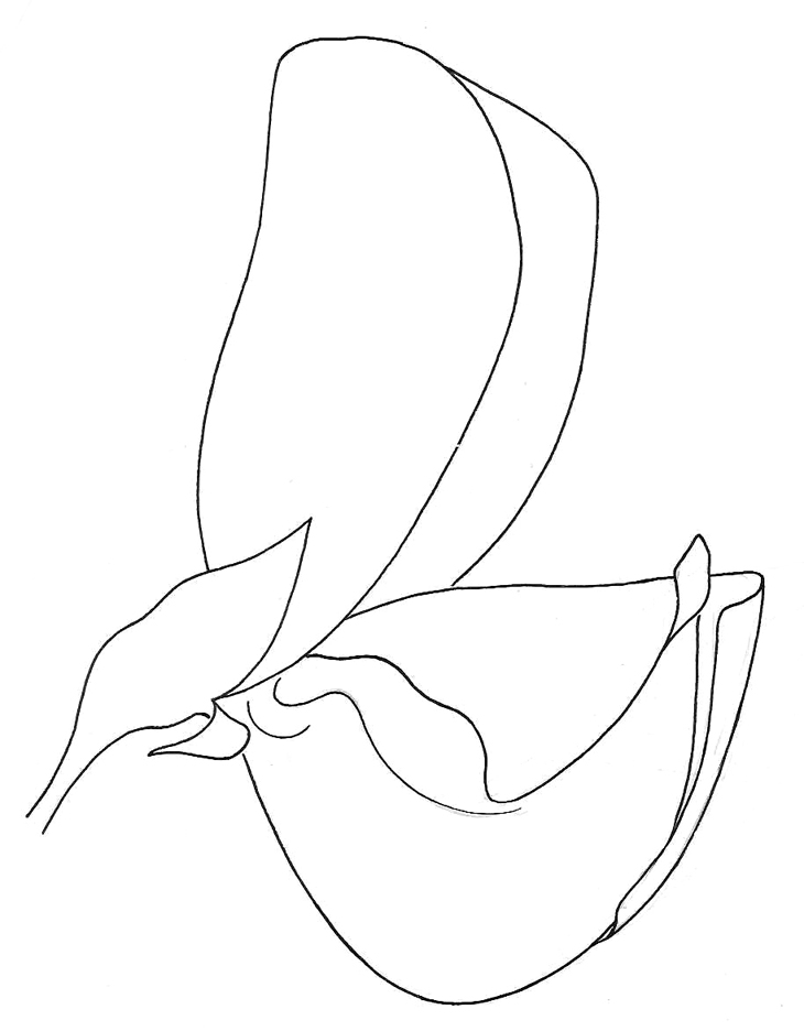 Crotalaria retusa flower, showing keel