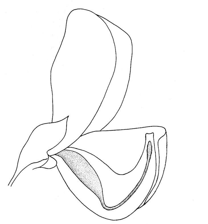Crotalaria retusa flower, Ovary