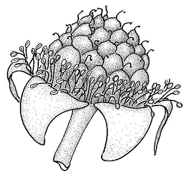 Immature Blackberry
