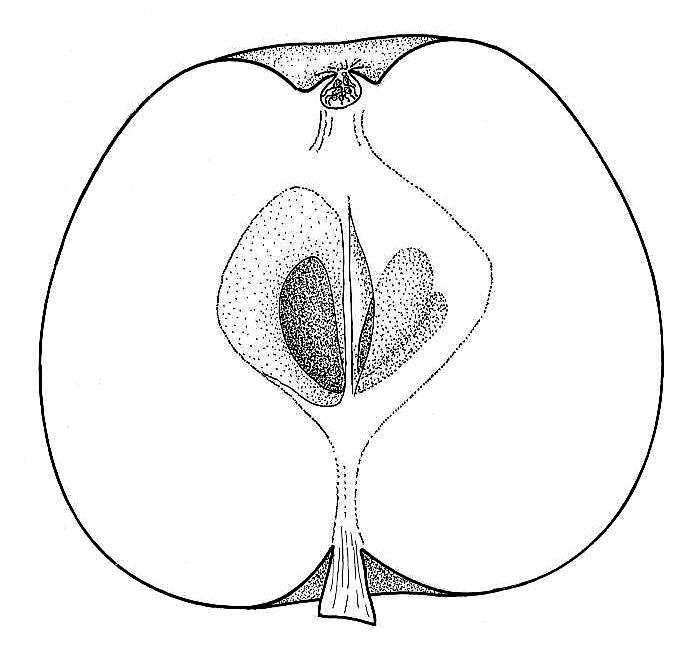 Apple - longitudinal section