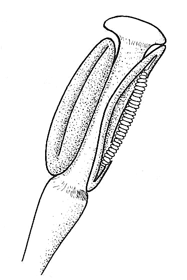 Annona stamen & pollen