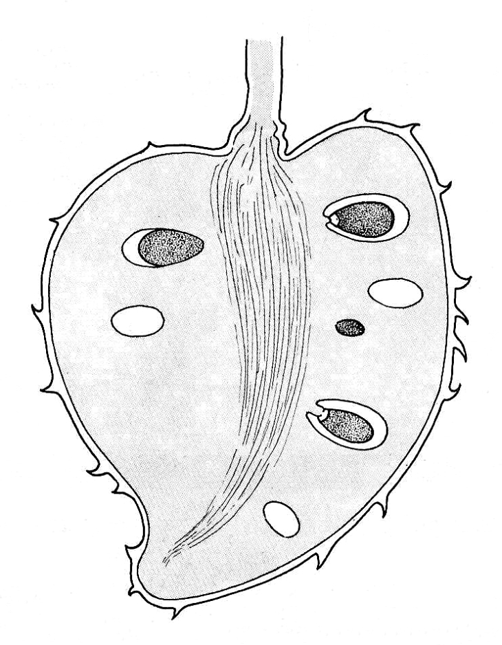 Annona, section through fruit