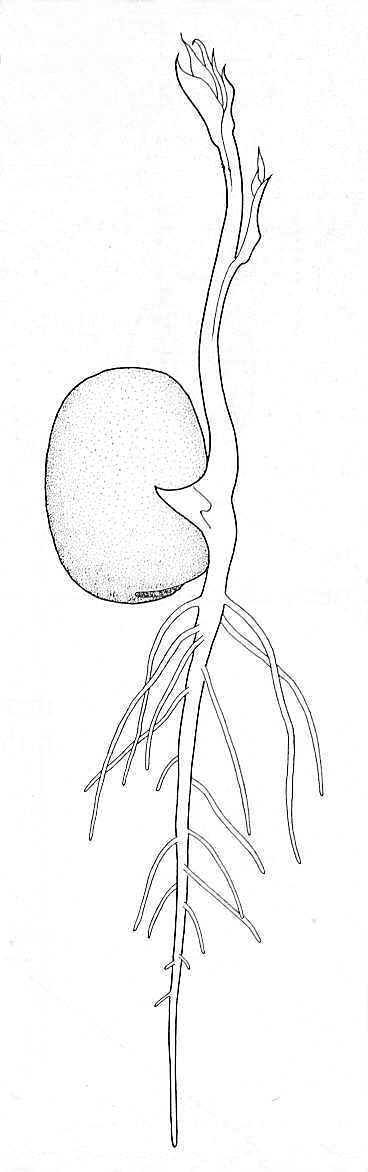 Broad Bean. Germination 5, large