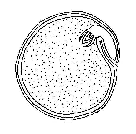 The Garden Pea, Longitudinal Section, large