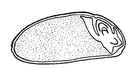 Wheat Grain, Longitudinal Section, large