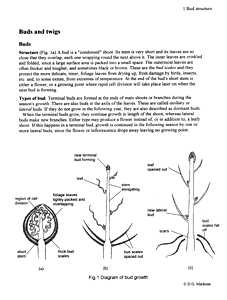 Buds, Structure & Types