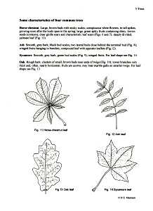 Characteristics of Four Common Trees