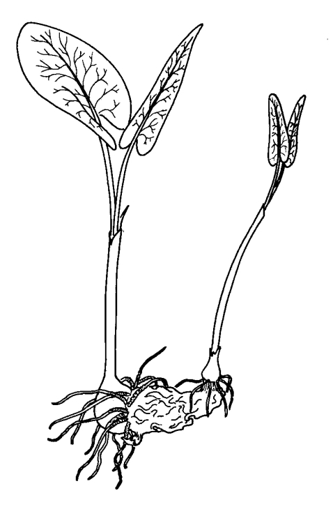 Wild arum corm