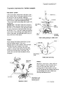 Vegetative Reproduction Further Examples