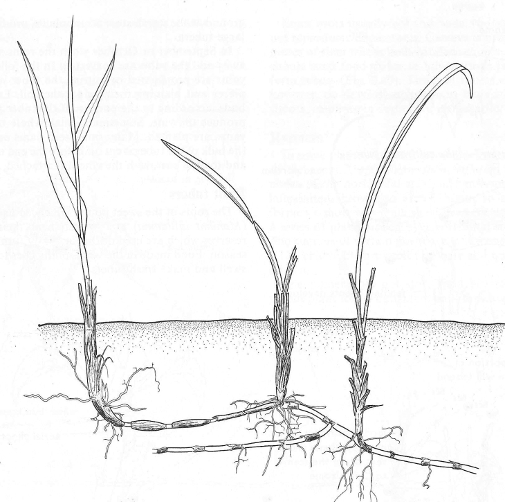 Rhizome - Imperata grass