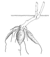 Root Tuber: Cassava