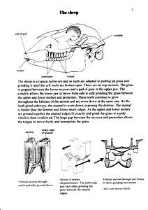 Sheep Teeth and Dentition