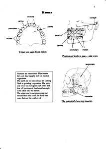 Human Teeth and Dentition