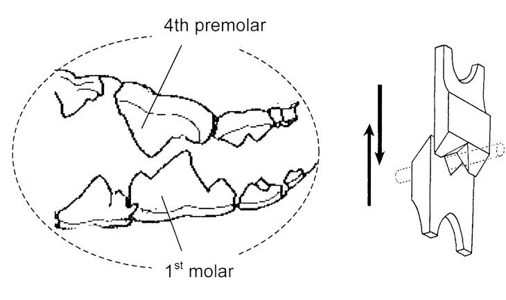 Dog Carnassial Teeth Biological Drawings Of Teeth And Dentition 