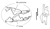 Dog carnassial teeth