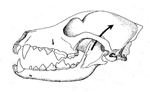 Dog skull and teeth
