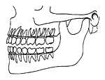 Teeth in jaws