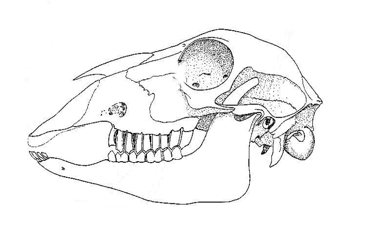 Sheep's skull and teeth