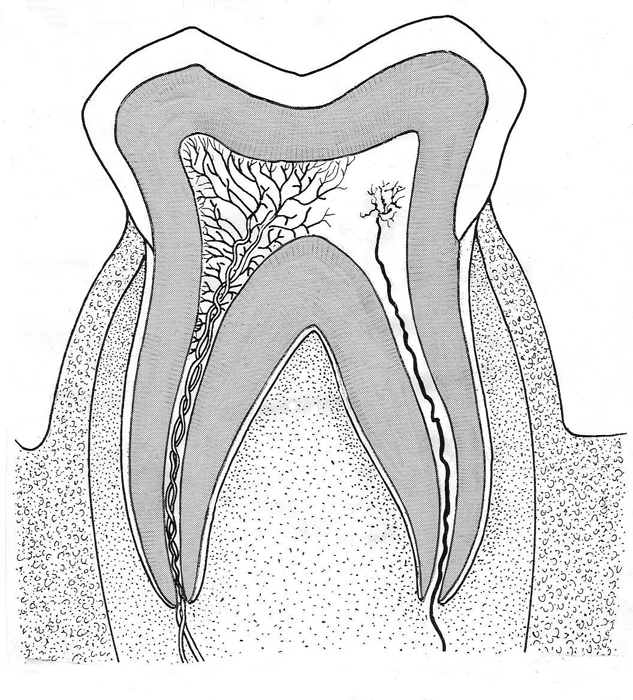 Human molar