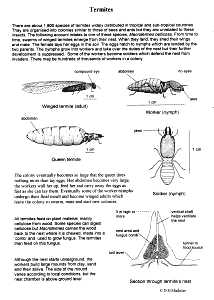Termite Life-Cycle