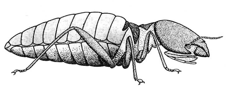 Termite Worker