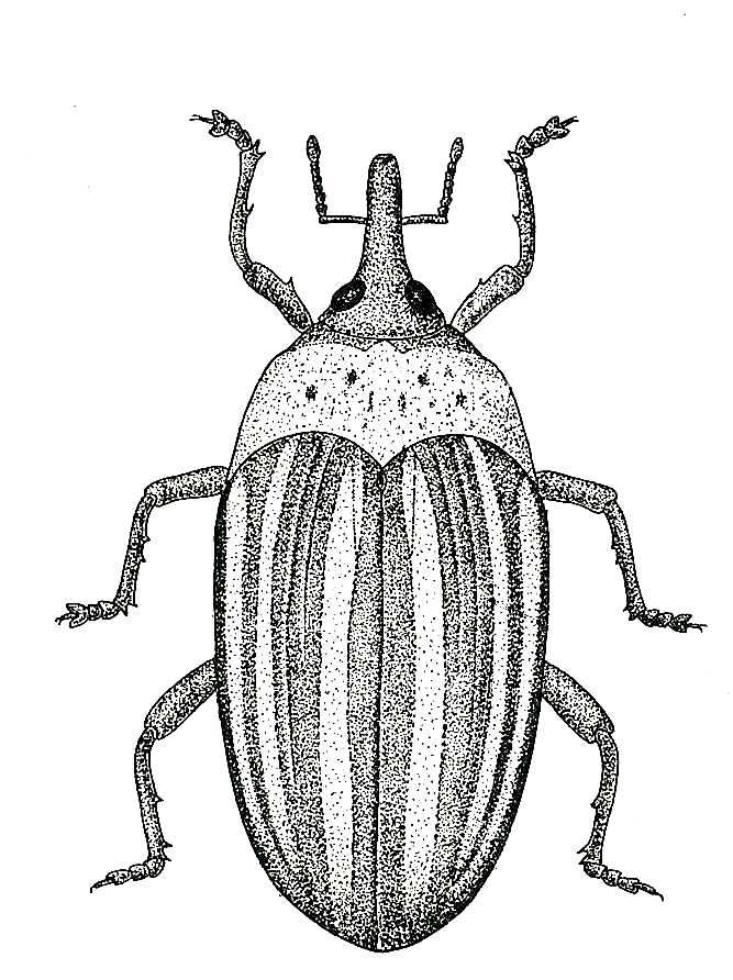 Weevil large drawing