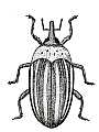 Weevil