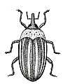 Weevil