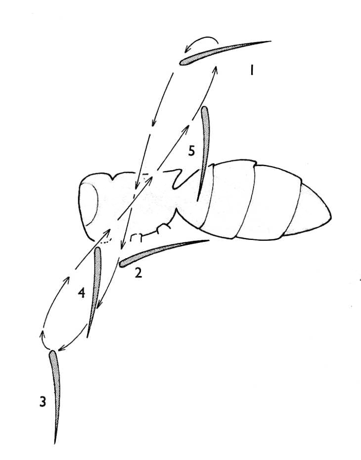 Insect Wing Movements